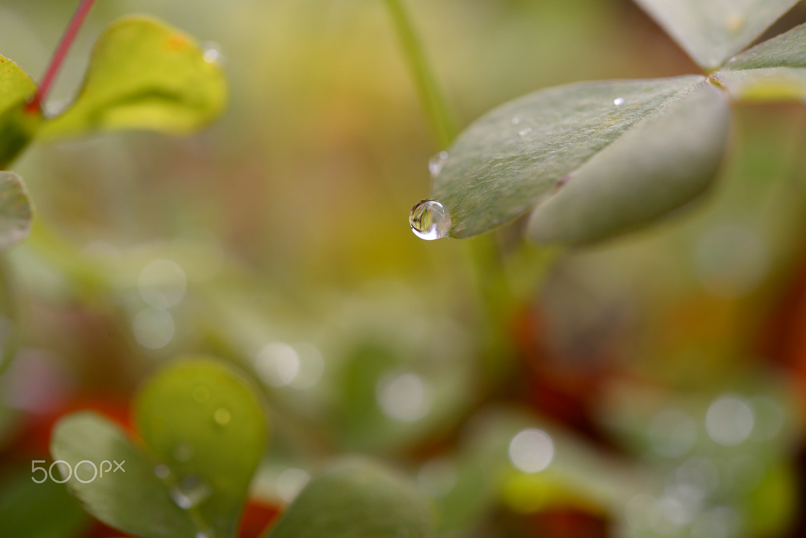 Nikon AF-S Micro-Nikkor 60mm F2.8G ED sample photo. Rain drops photography