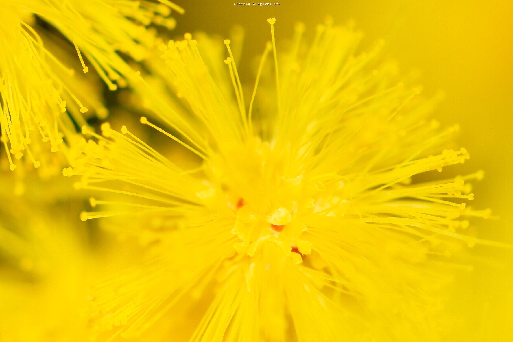 Sigma 105mm F2.8 EX DG OS HSM sample photo. Good women's day ;) photography