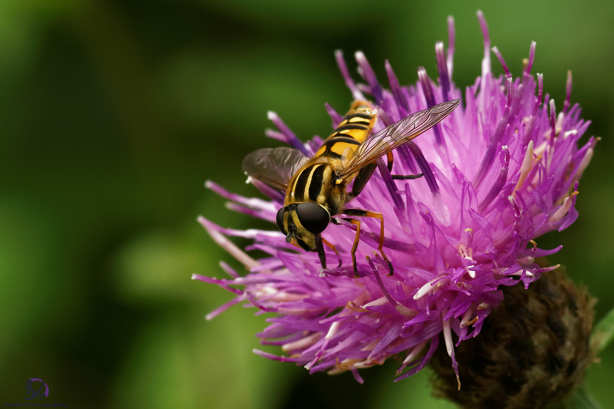 Sony a99 II sample photo. Hoverfly on a flower photography