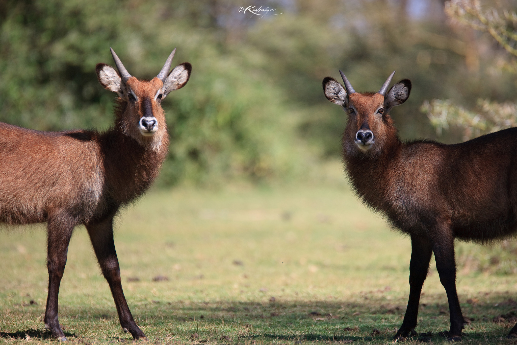 Canon EF 70-200mm F2.8L USM sample photo. Brothers photography