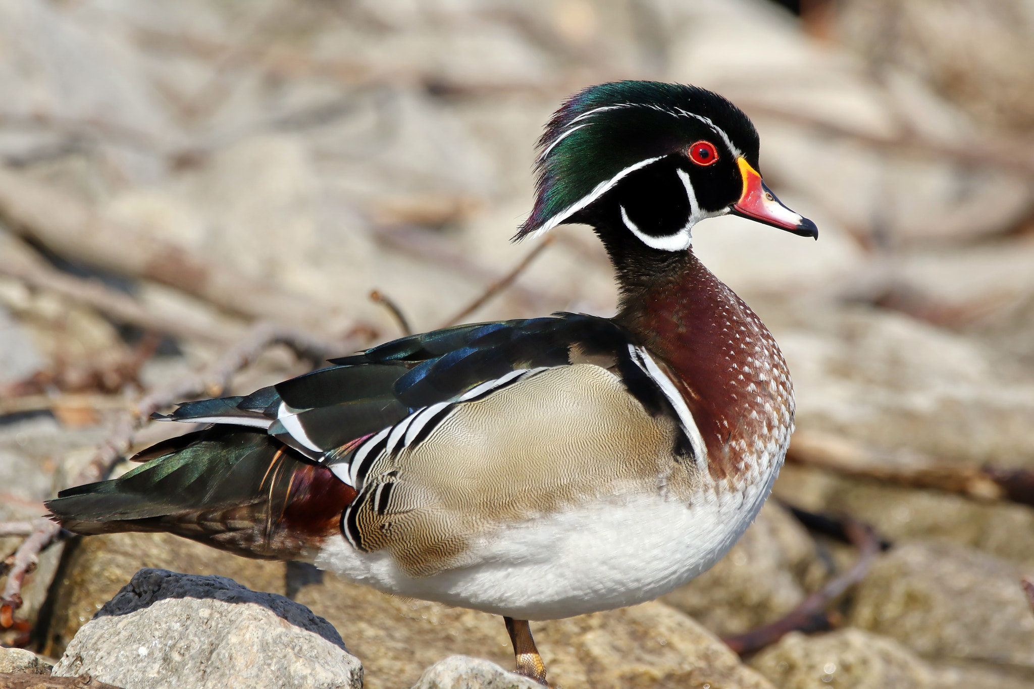 150-600mm F5-6.3 DG OS HSM | Contemporary 015 sample photo. Wood duck photography