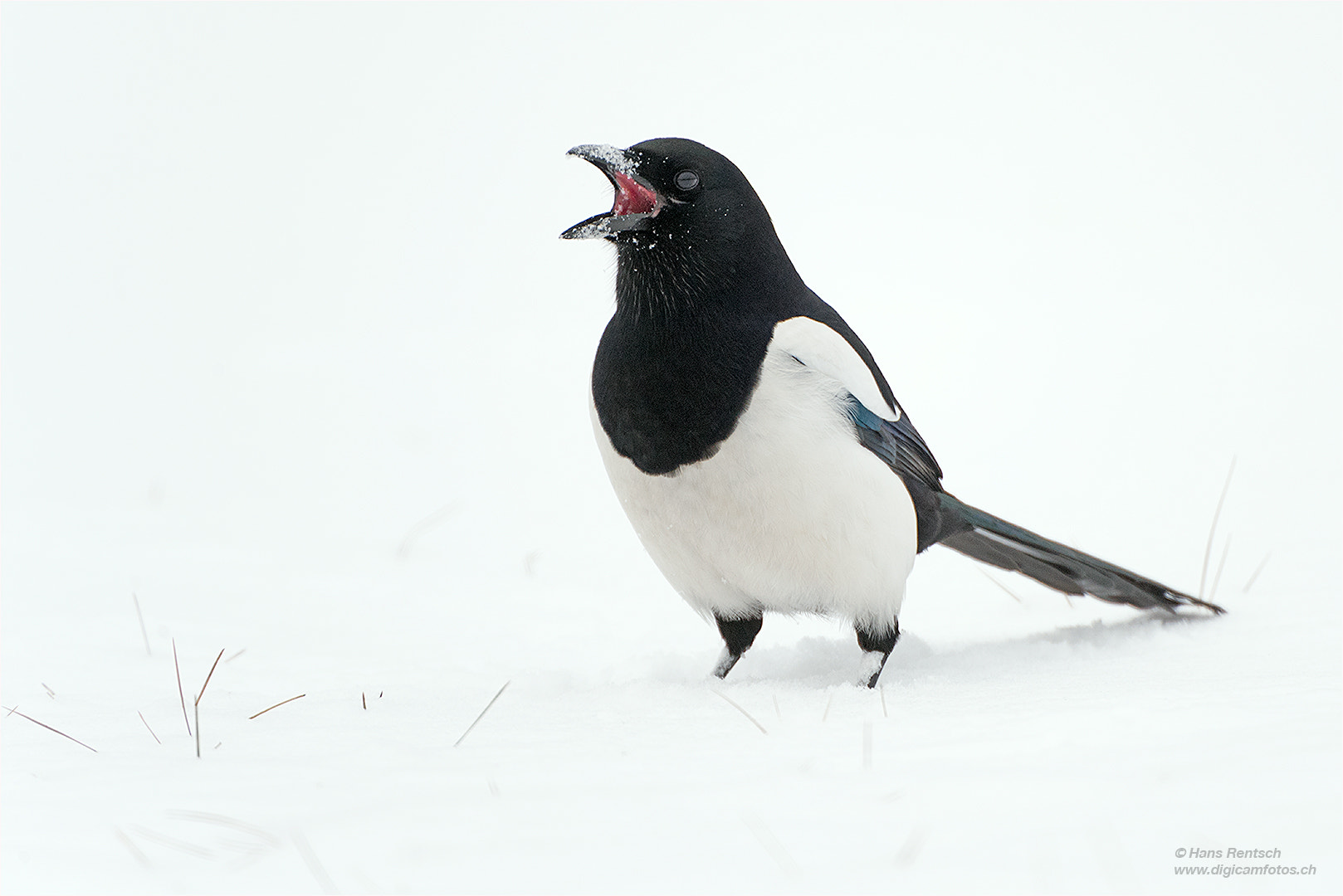 Nikon D5 sample photo. Ja ist schon gut..... photography
