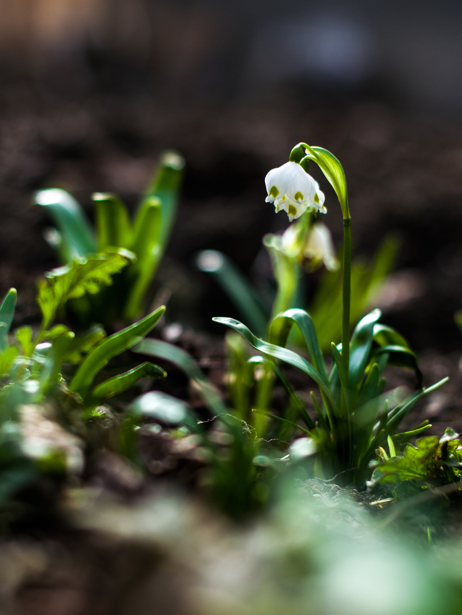 Nikon D5100 + Nikon AF-S Nikkor 50mm F1.4G sample photo. Happy women's day photography