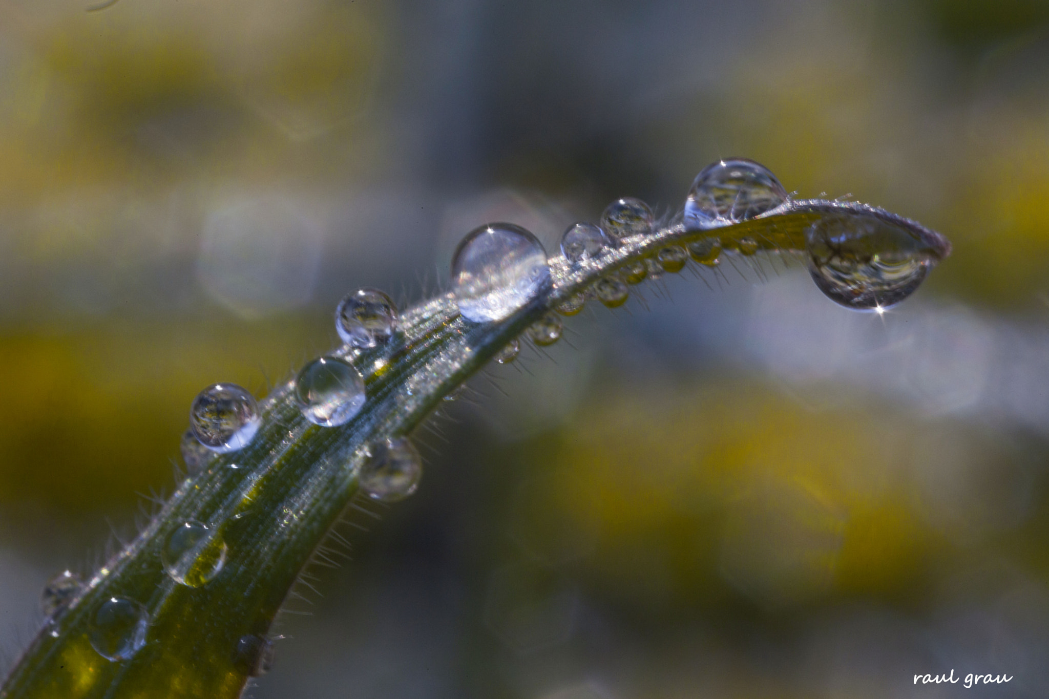 Canon MP-E 65mm F2.5 1-5x Macro Photo sample photo. 23 gotas. photography