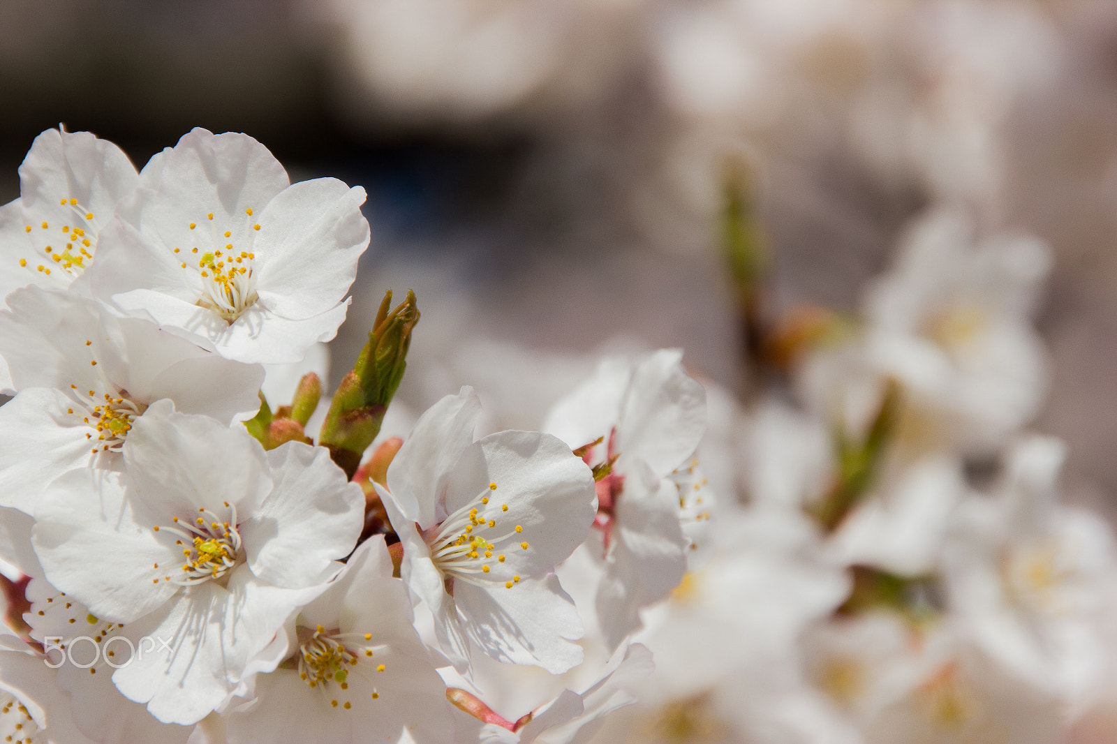 Sigma 18-250mm F3.5-6.3 DC OS HSM sample photo. Tenderness photography