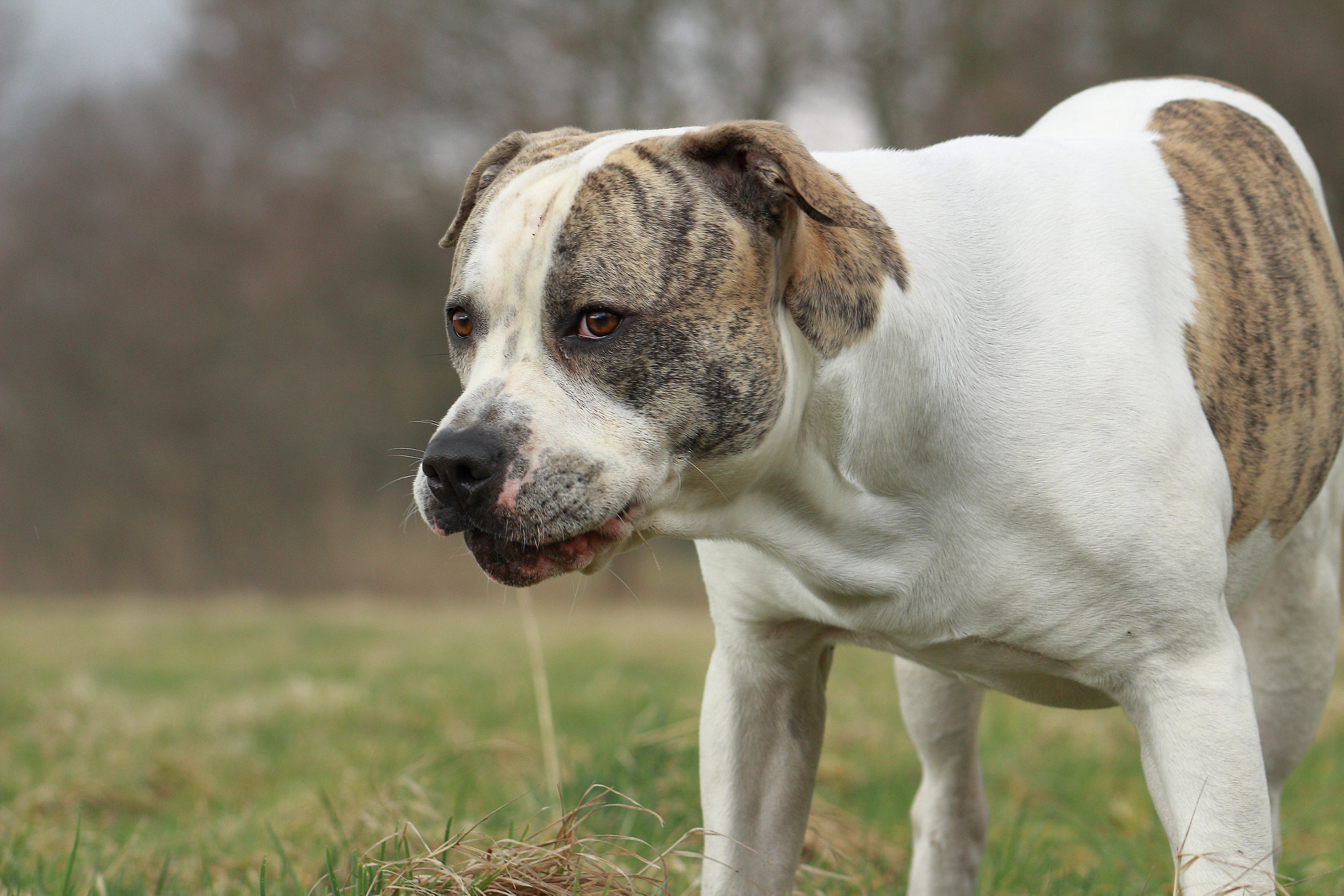 Canon EOS 1300D (EOS Rebel T6 / EOS Kiss X80) + EF75-300mm f/4-5.6 sample photo. Sweet dog photography
