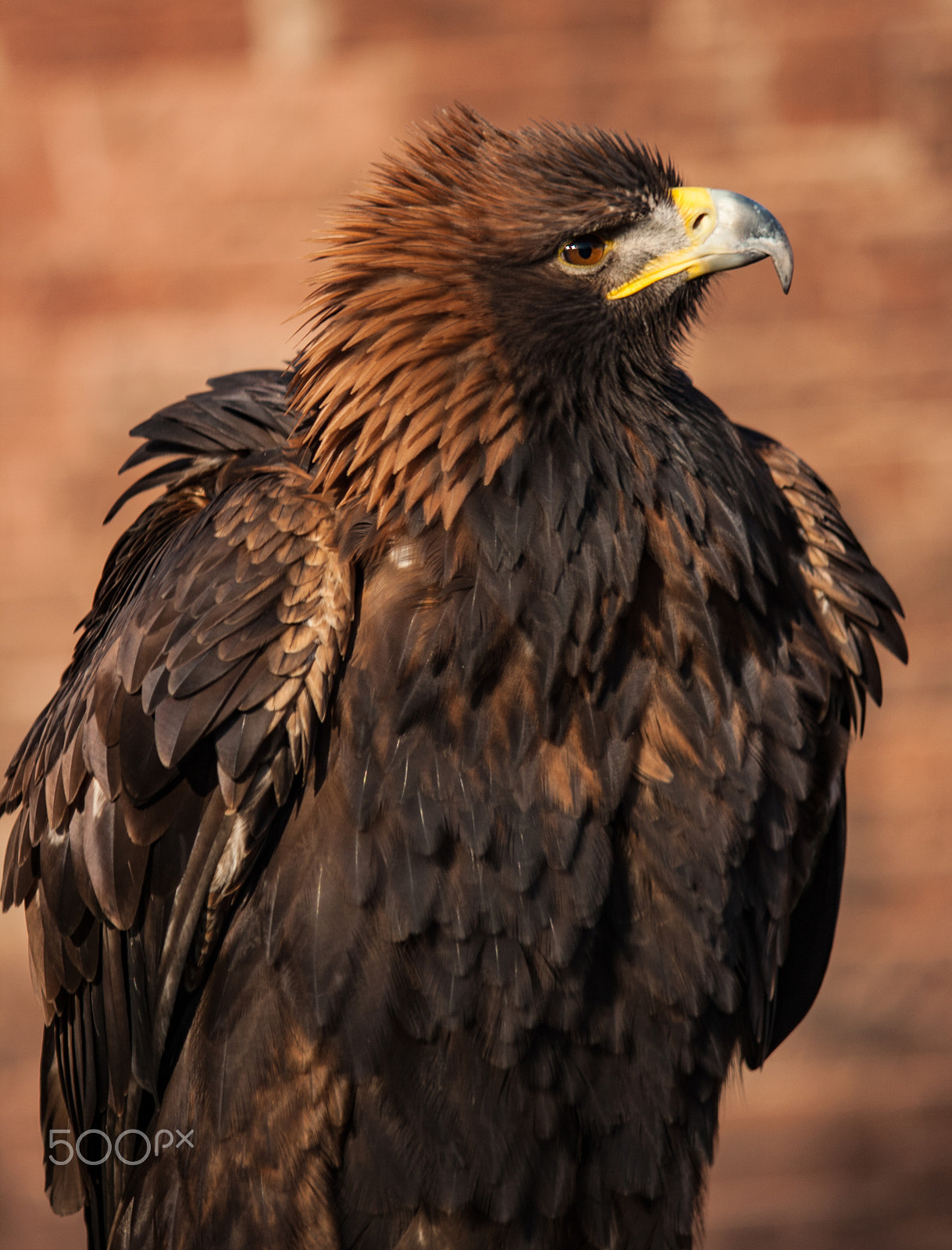 Canon EF-S 55-250mm F4-5.6 IS sample photo. Punk feathers photography