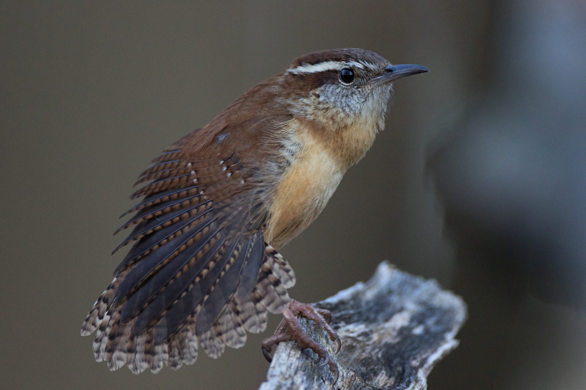 Canon EF 500mm F4L IS USM sample photo. Wren stretch photography