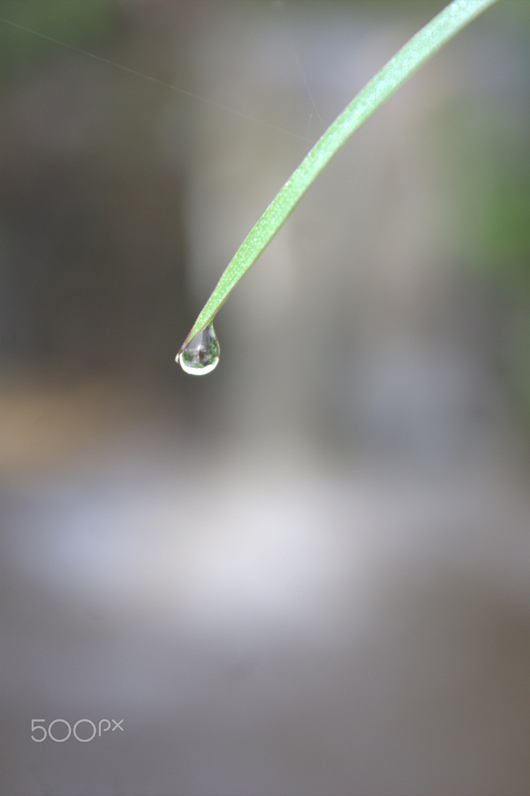 Canon EOS 1100D (EOS Rebel T3 / EOS Kiss X50) sample photo. Waterdrop in the morning photography