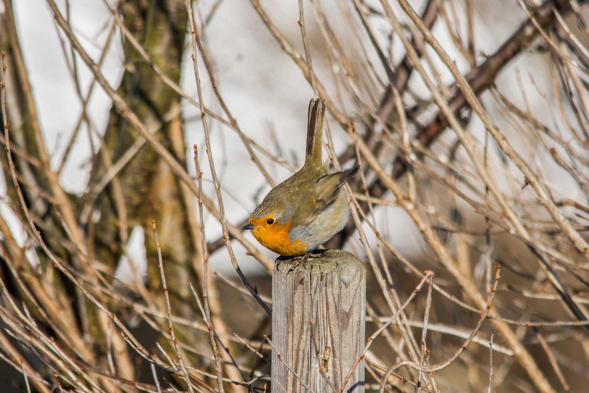 Nikon D7200 + Sigma 150-500mm F5-6.3 DG OS HSM sample photo. Robin playing photography