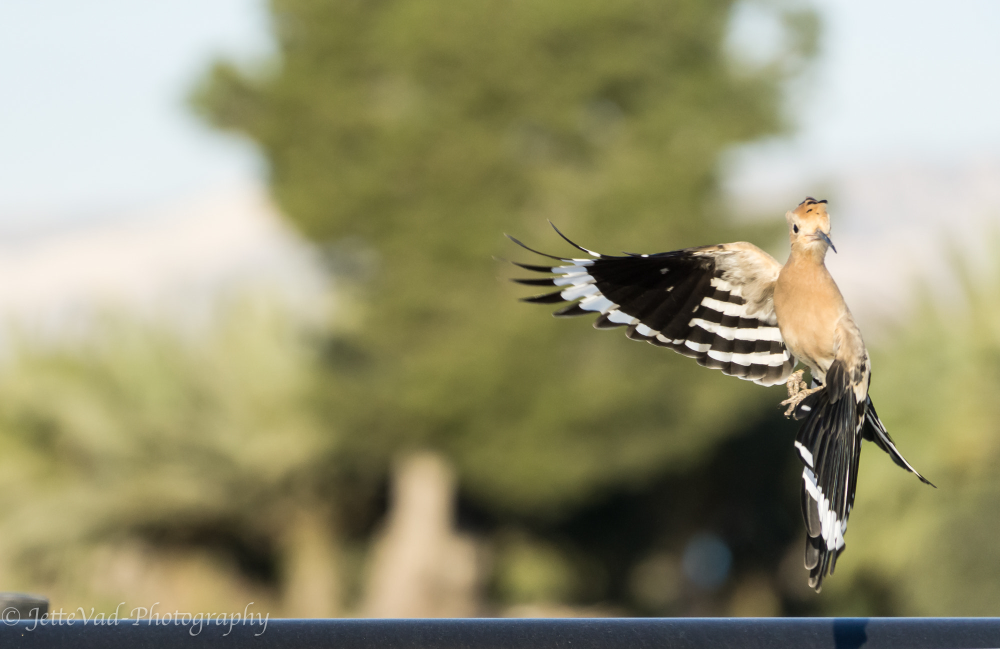 Sony E 18-200mm F3.5-6.3 OSS sample photo. Hoopoe photography