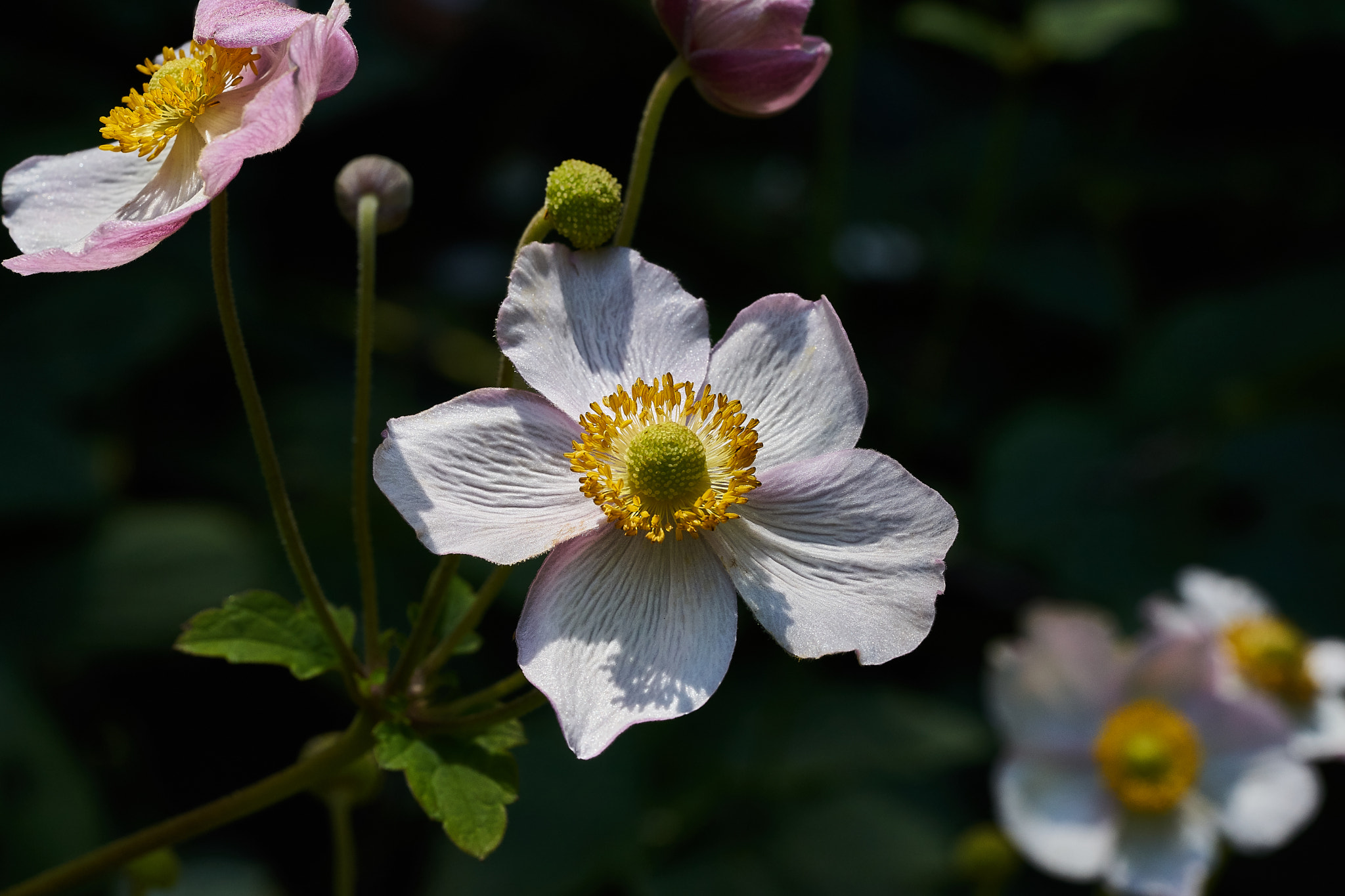 Sony a7 + Sony FE 90mm F2.8 Macro G OSS sample photo. Ml_20170304_11 photography
