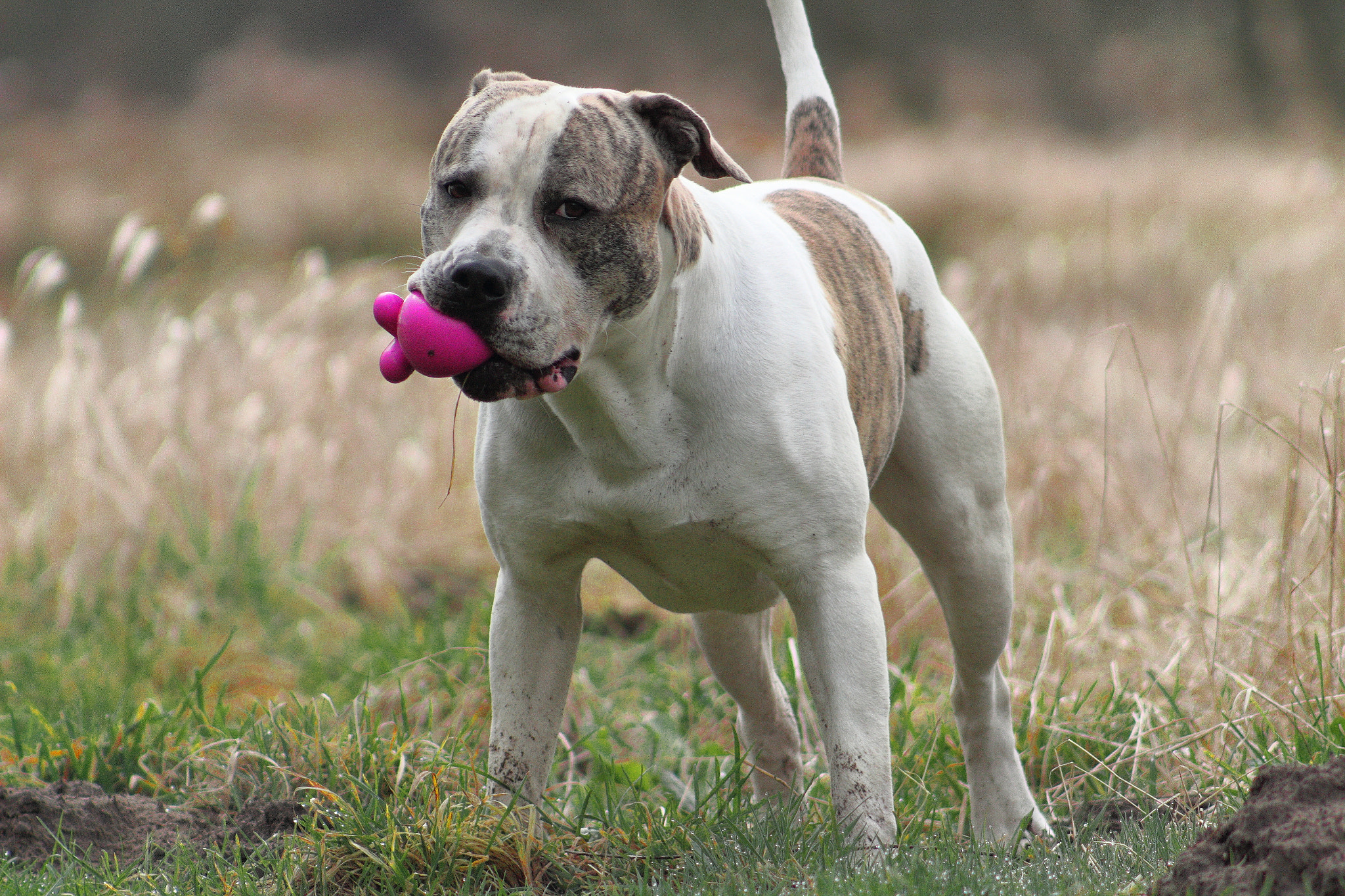 Canon EOS 1300D (EOS Rebel T6 / EOS Kiss X80) + EF75-300mm f/4-5.6 sample photo. Dog with toy photography