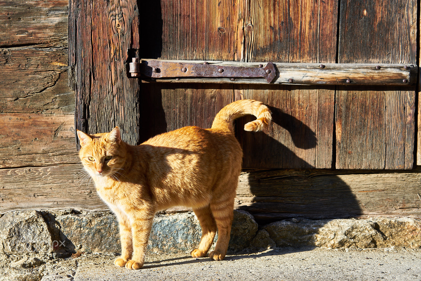 Sony a7R II + Sony Sonnar T* FE 55mm F1.8 ZA sample photo. The cat of the village geschinen photography