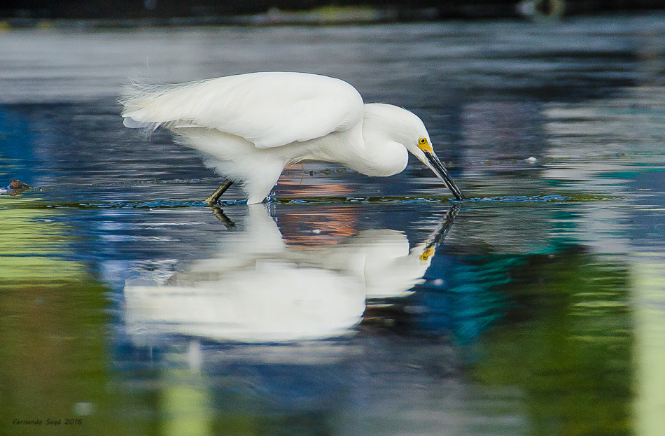 Nikon D7000 + Sigma 50-500mm F4.5-6.3 DG OS HSM sample photo. Snowy egret photography