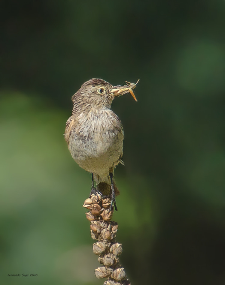 Sigma 50-500mm F4.5-6.3 DG OS HSM sample photo. Spectacled tyrant photography