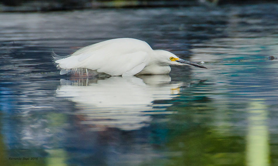 Sigma 50-500mm F4.5-6.3 DG OS HSM sample photo. Snowy egret photography