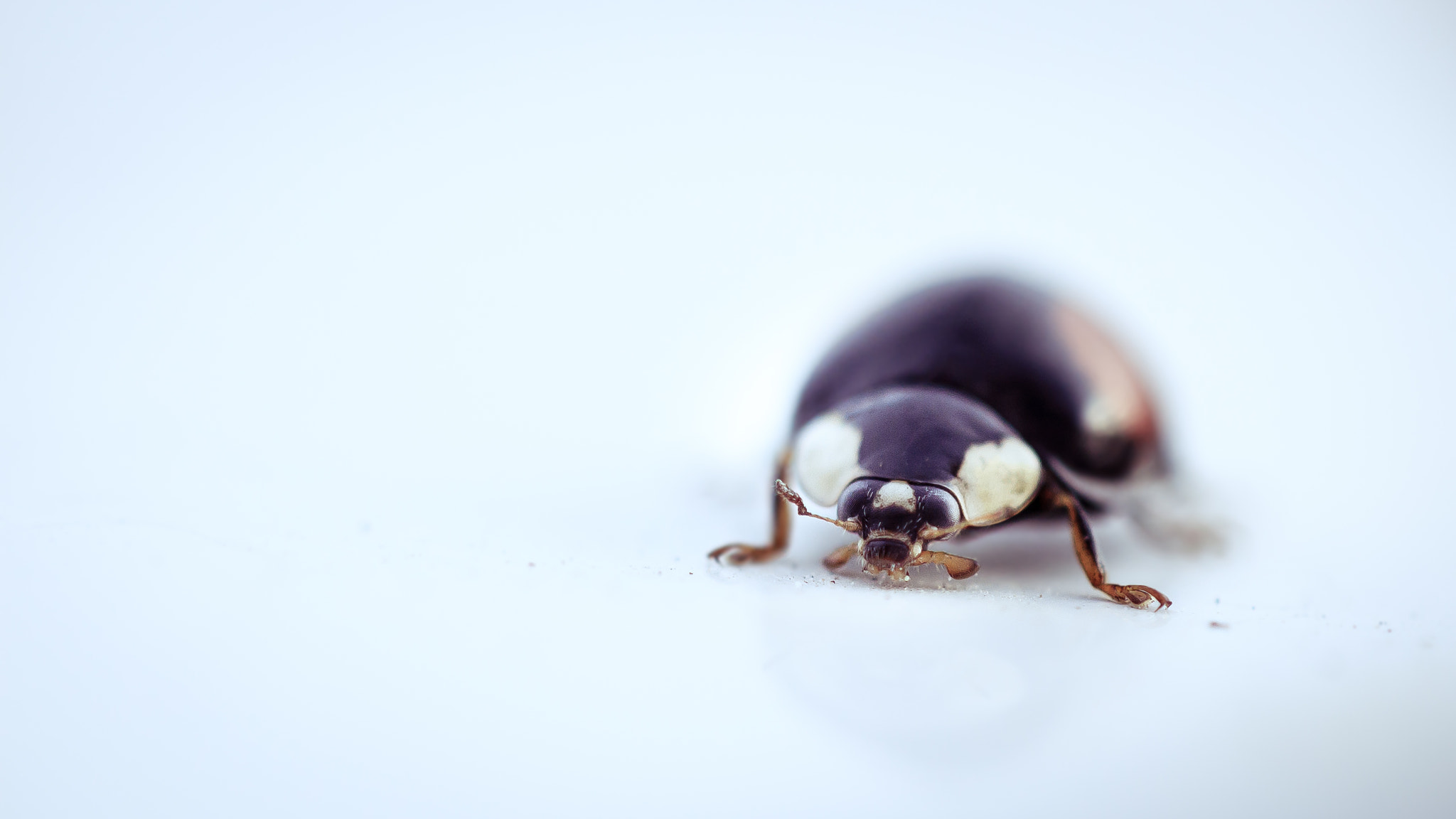 Canon EF 100mm F2.8 Macro USM sample photo. Macro photography