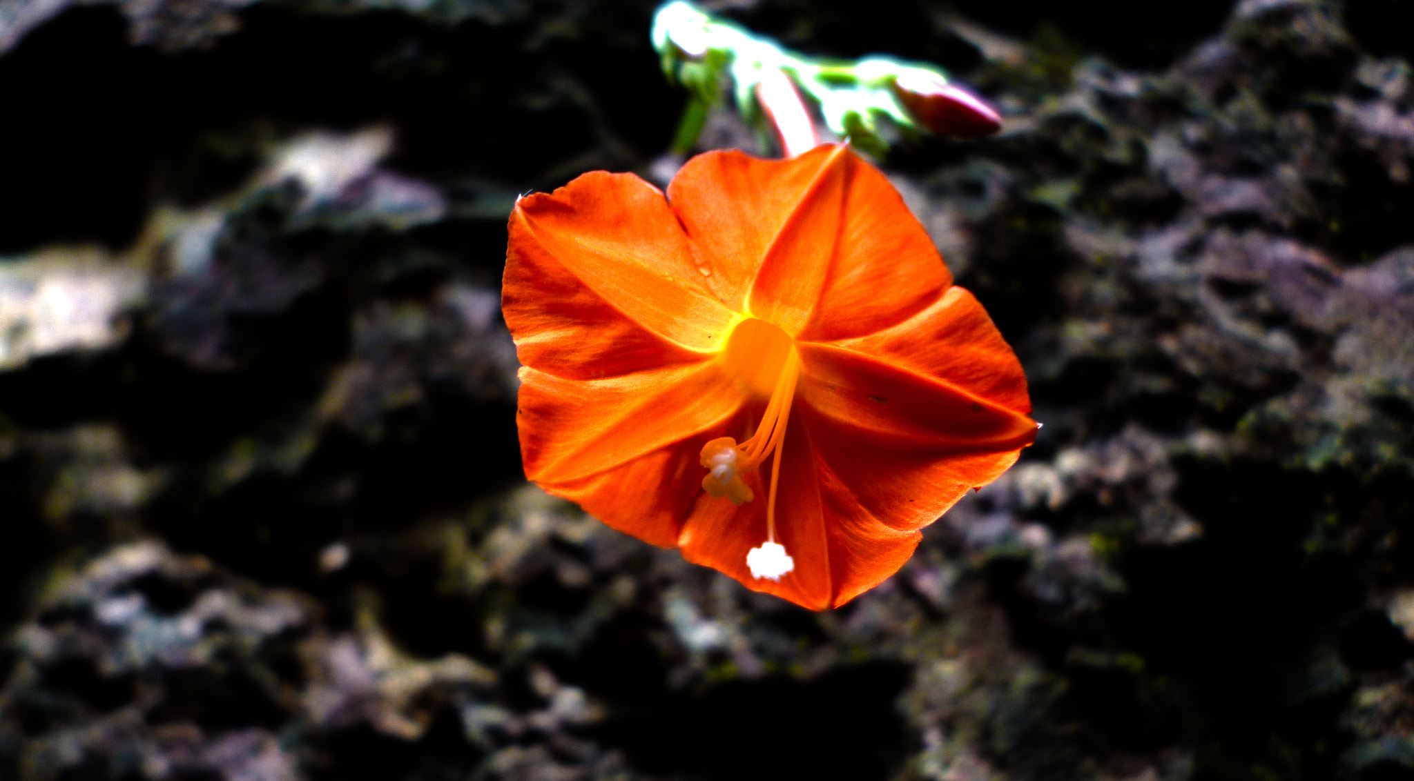 Panasonic DMC-S3 sample photo. Cypress vine photography