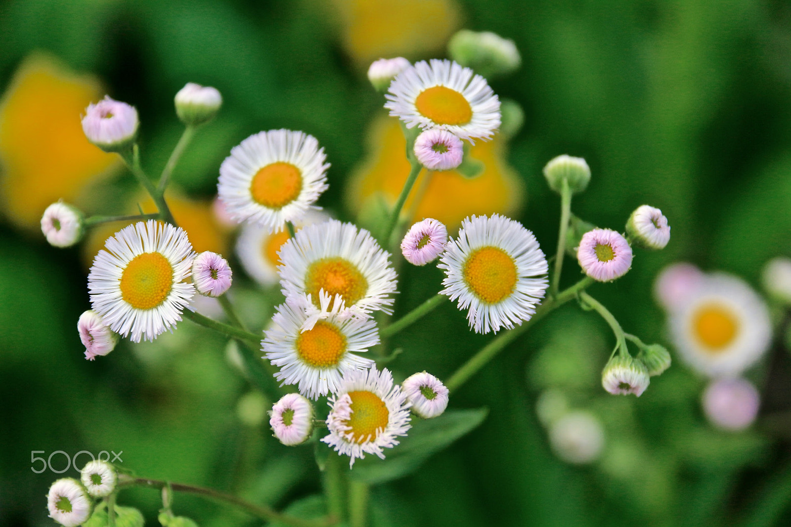 Canon EOS 100D (EOS Rebel SL1 / EOS Kiss X7) sample photo. Hello sunshine!! photography