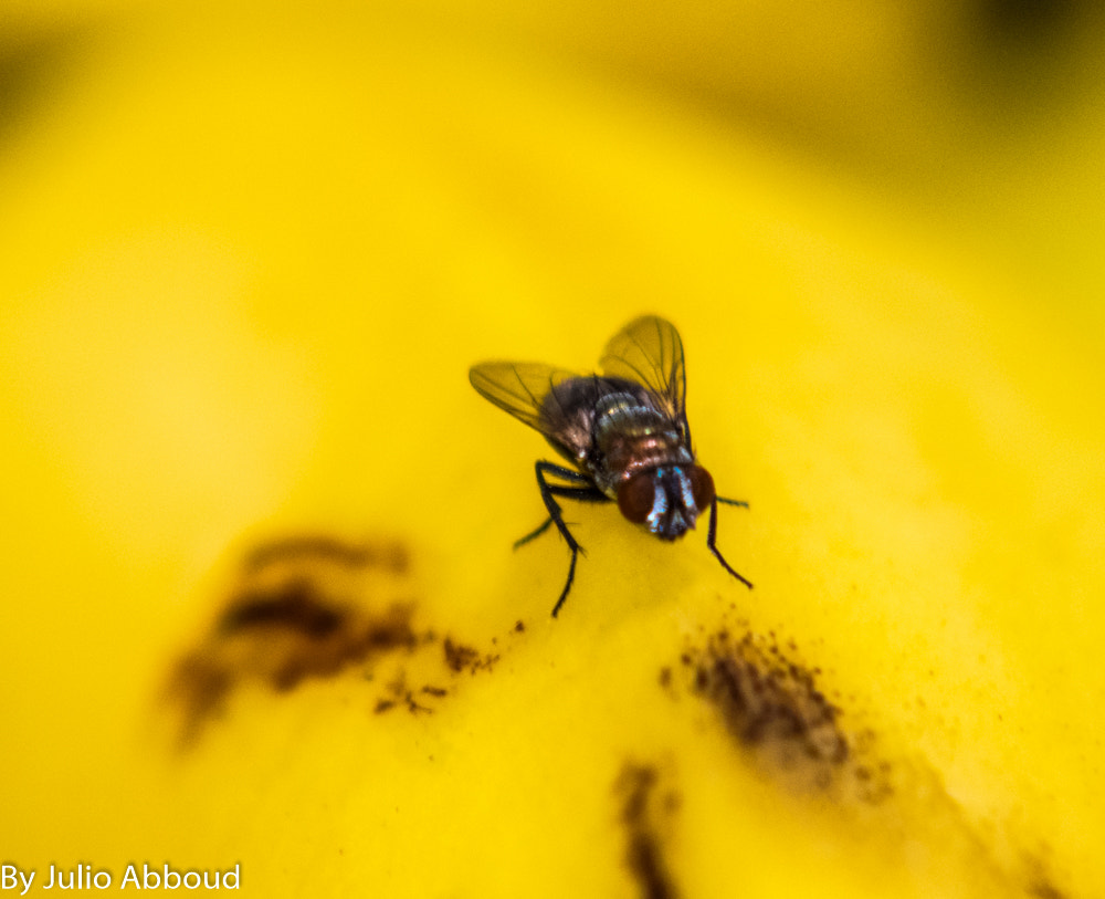 Sigma 70-200mm F2.8 EX DG Macro HSM II sample photo. The fly photography