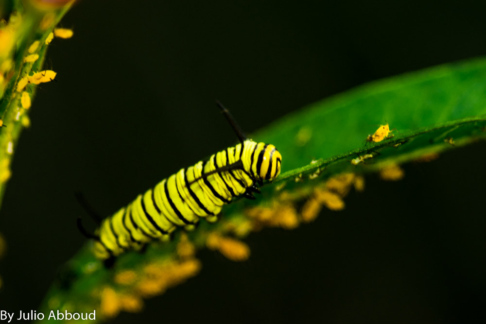 Nikon AF-S Micro-Nikkor 105mm F2.8G IF-ED VR sample photo