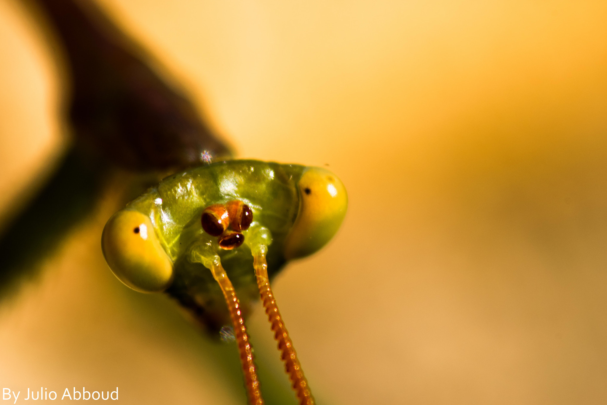 Nikon AF-S Micro-Nikkor 105mm F2.8G IF-ED VR sample photo. Untitled photography