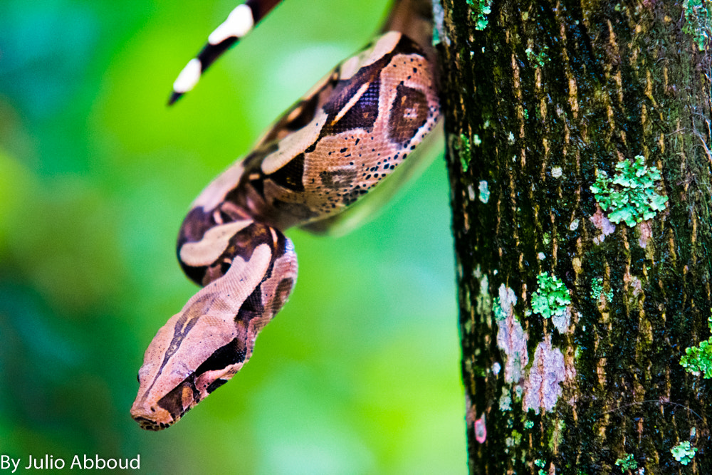 Sigma 70-200mm F2.8 EX DG Macro HSM II sample photo. Jiboia da amozonia brazil photography