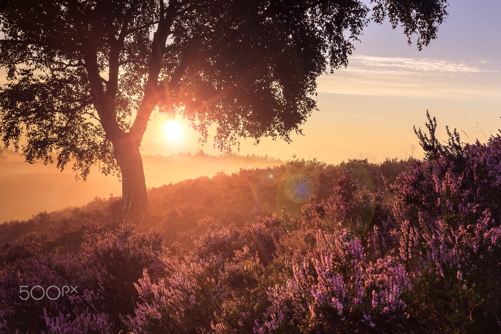 Sony Alpha DSLR-A900 sample photo. Romantic sunrise in a dutch nature moorland photography