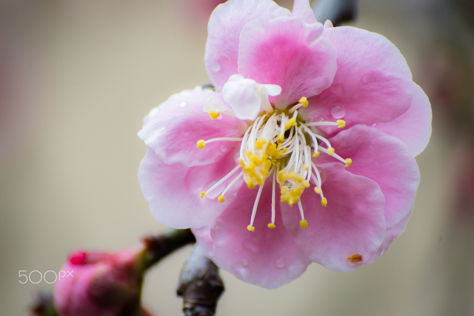 Pentax K-S2 sample photo. Plum blossom photography