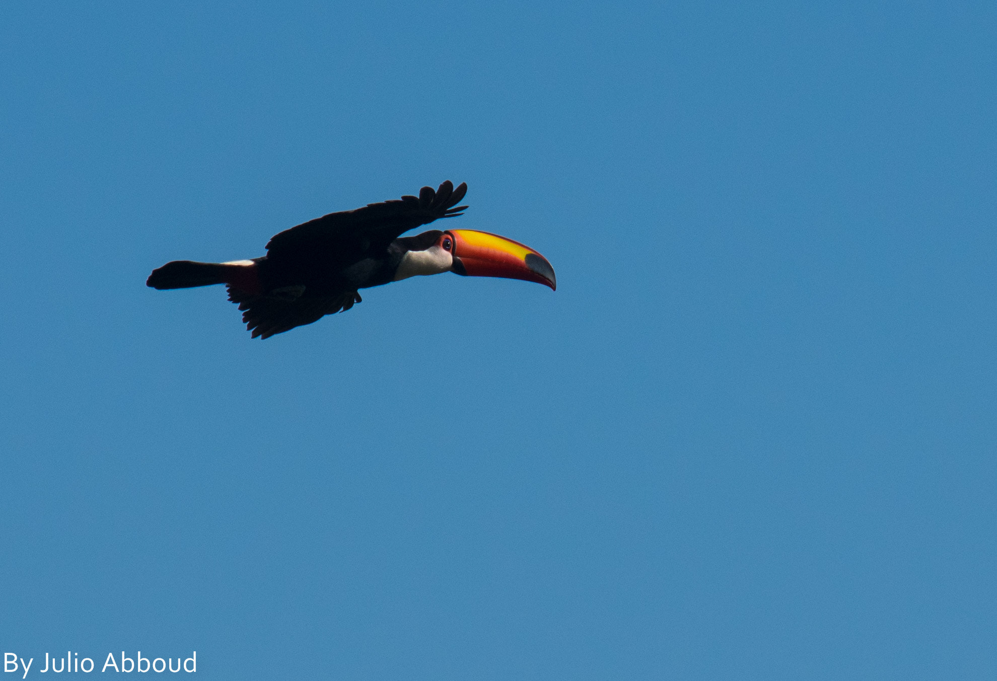 Sigma 70-200mm F2.8 EX DG Macro HSM II sample photo. Tucano photography