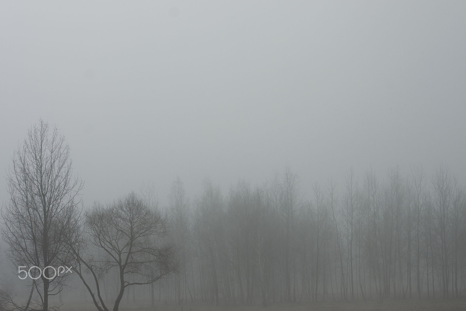 Canon EF-S 55-250mm F4-5.6 IS sample photo. Foggy morning photography