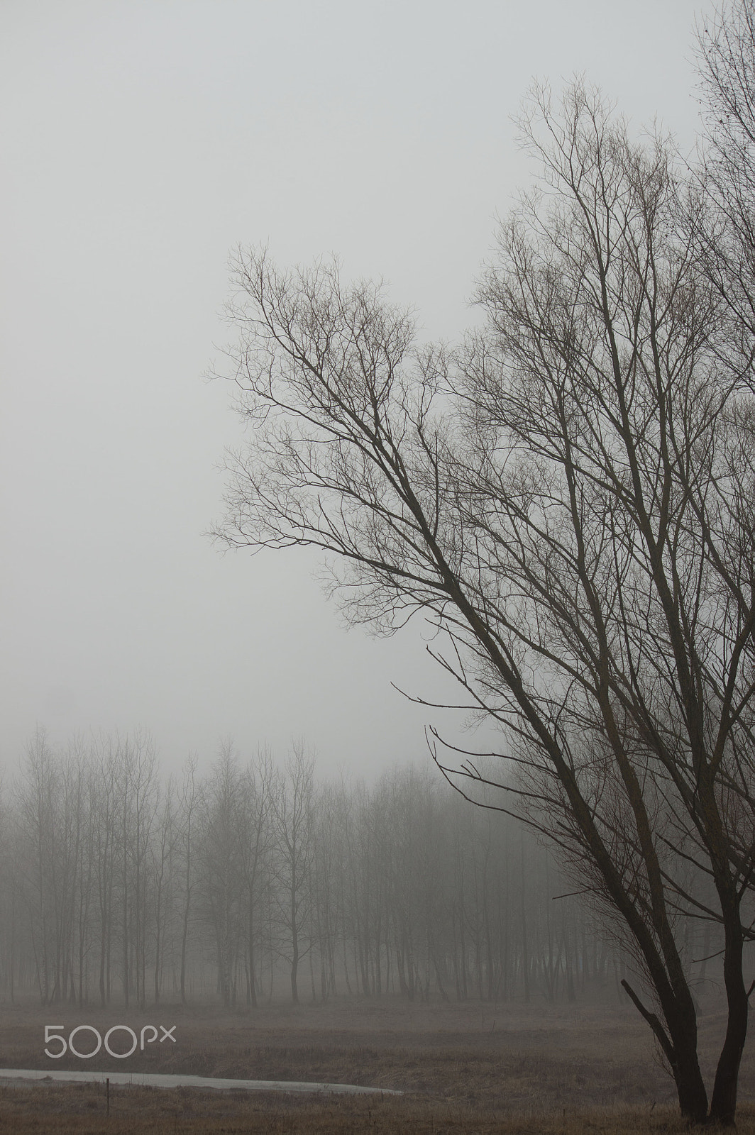 Canon EF-S 55-250mm F4-5.6 IS sample photo. Foggy morning photography