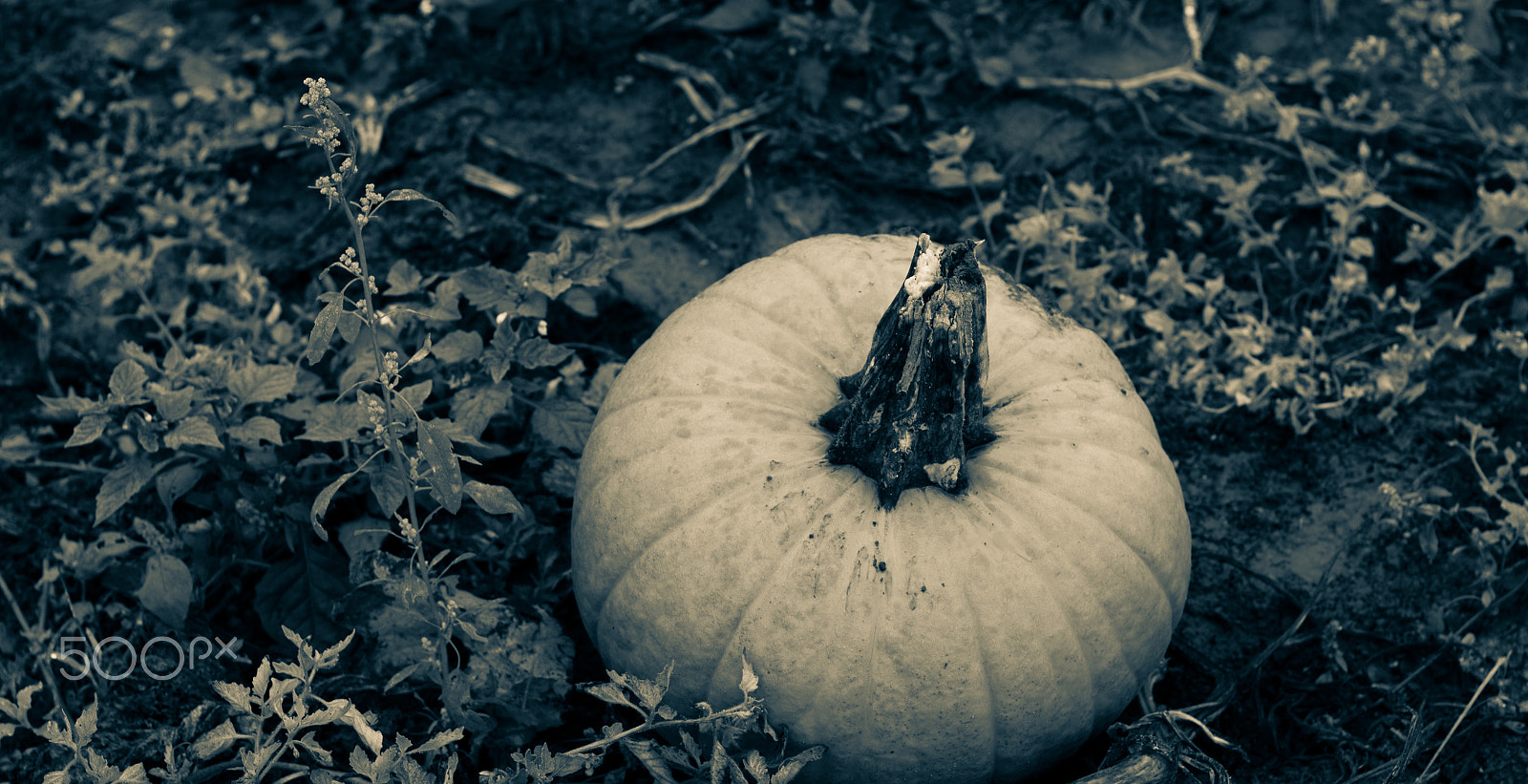 Canon EOS 650D (EOS Rebel T4i / EOS Kiss X6i) sample photo. Pale pumpkin in patch photography