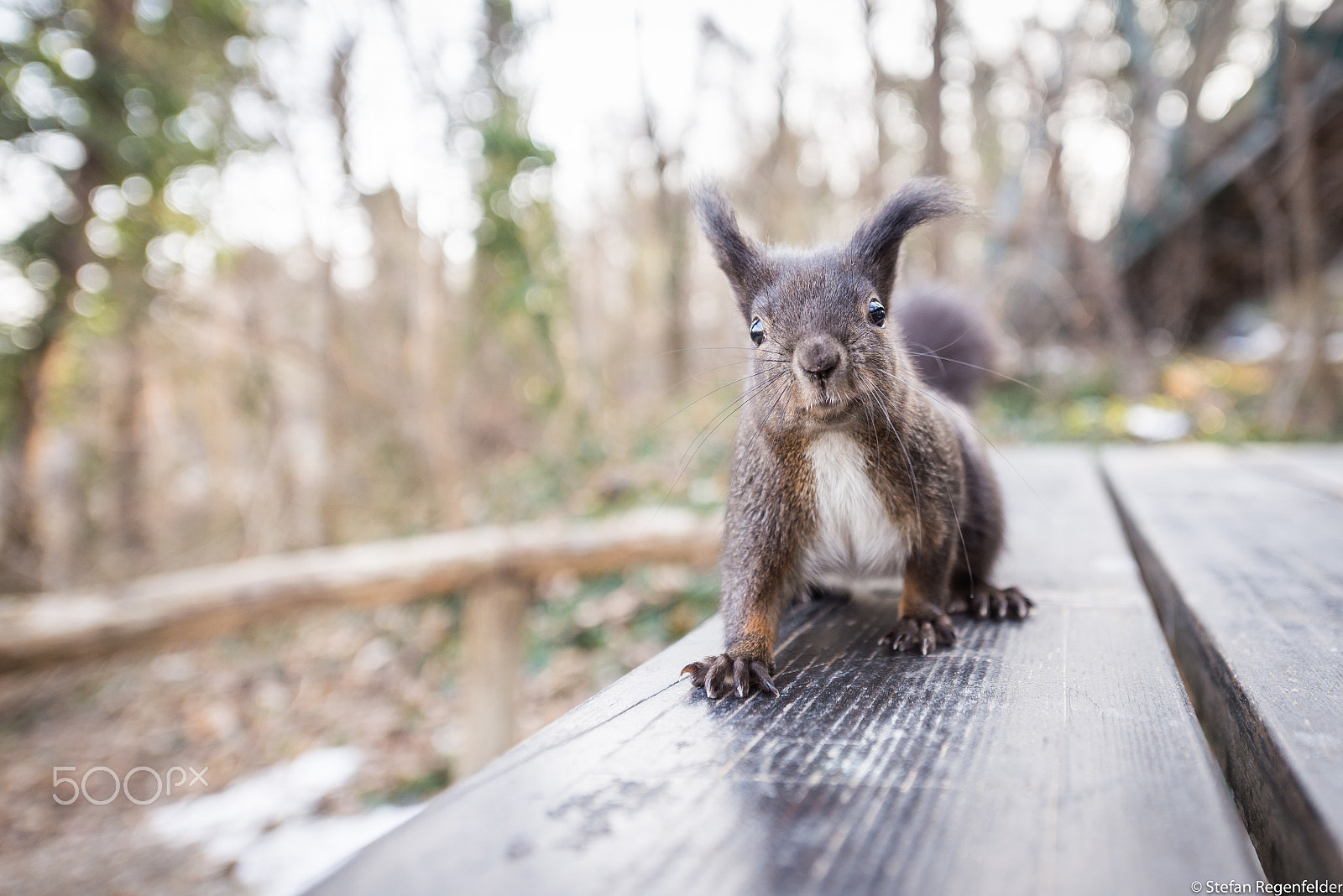 Nikon AF-S Nikkor 14-24mm F2.8G ED sample photo. Little fella photography
