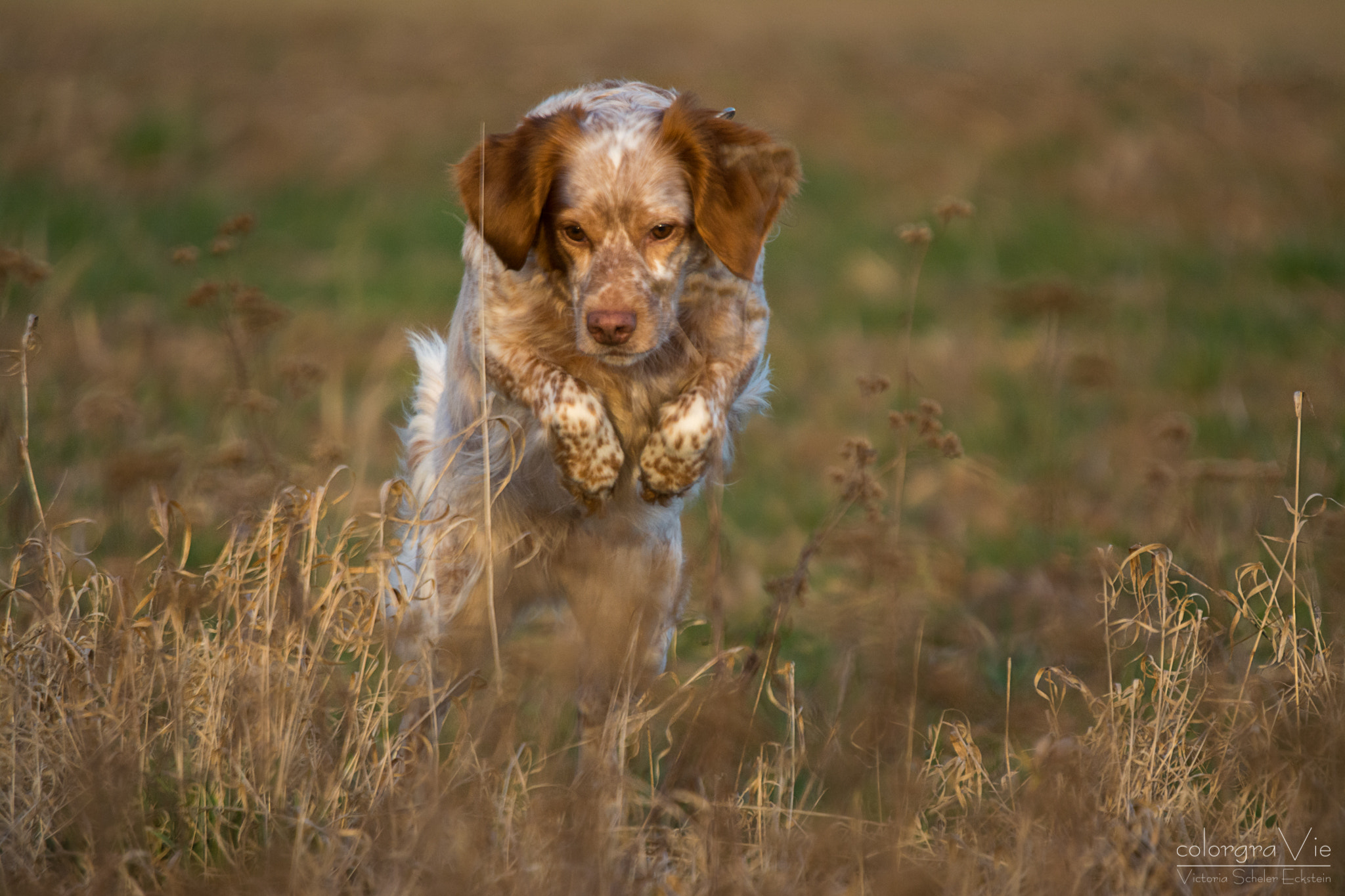 Nikon D5200 sample photo. Mouse hunter in the dusk photography