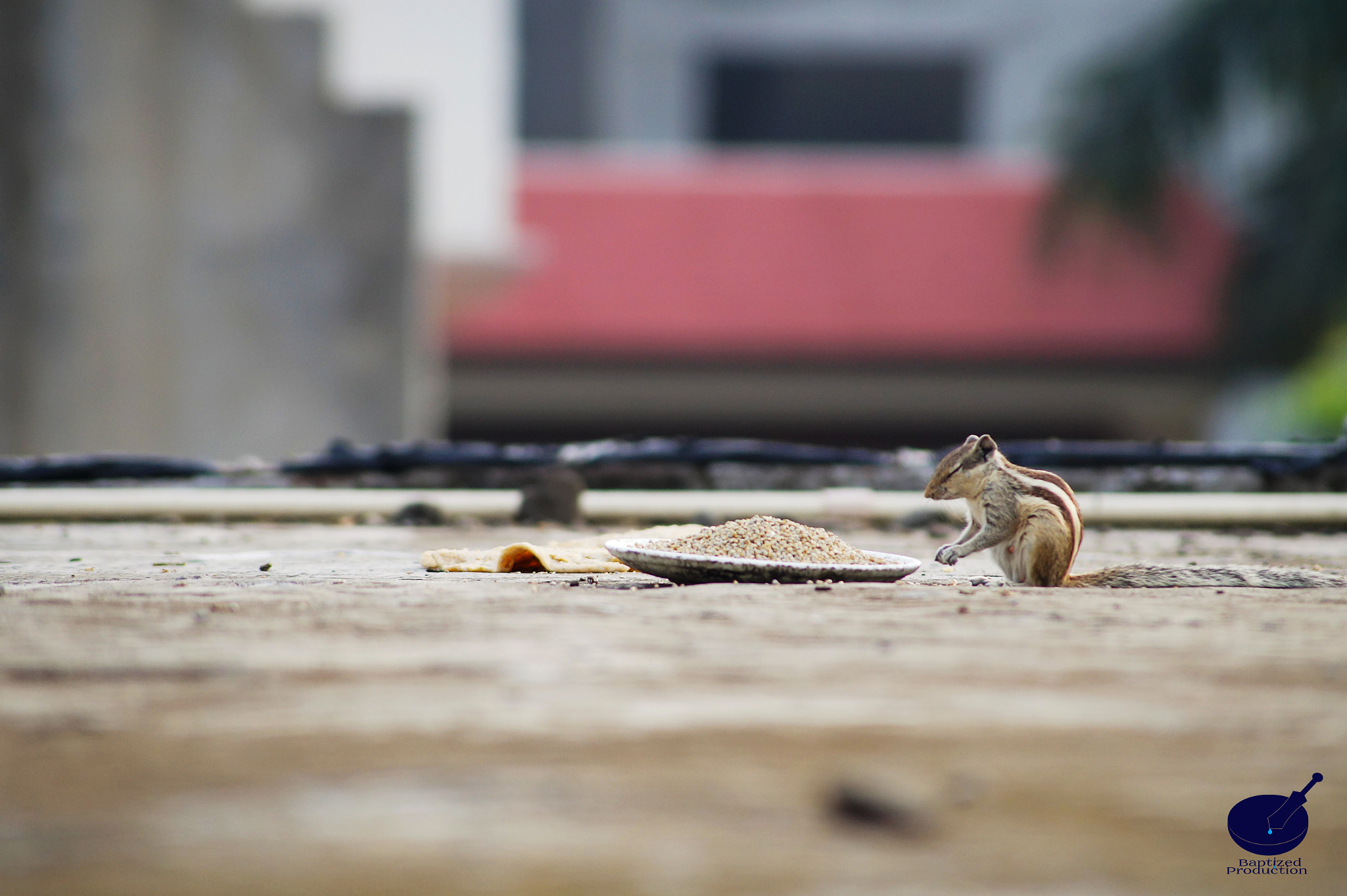 Sony SLT-A58 + Sony DT 55-200mm F4-5.6 SAM sample photo. Bowdown photography
