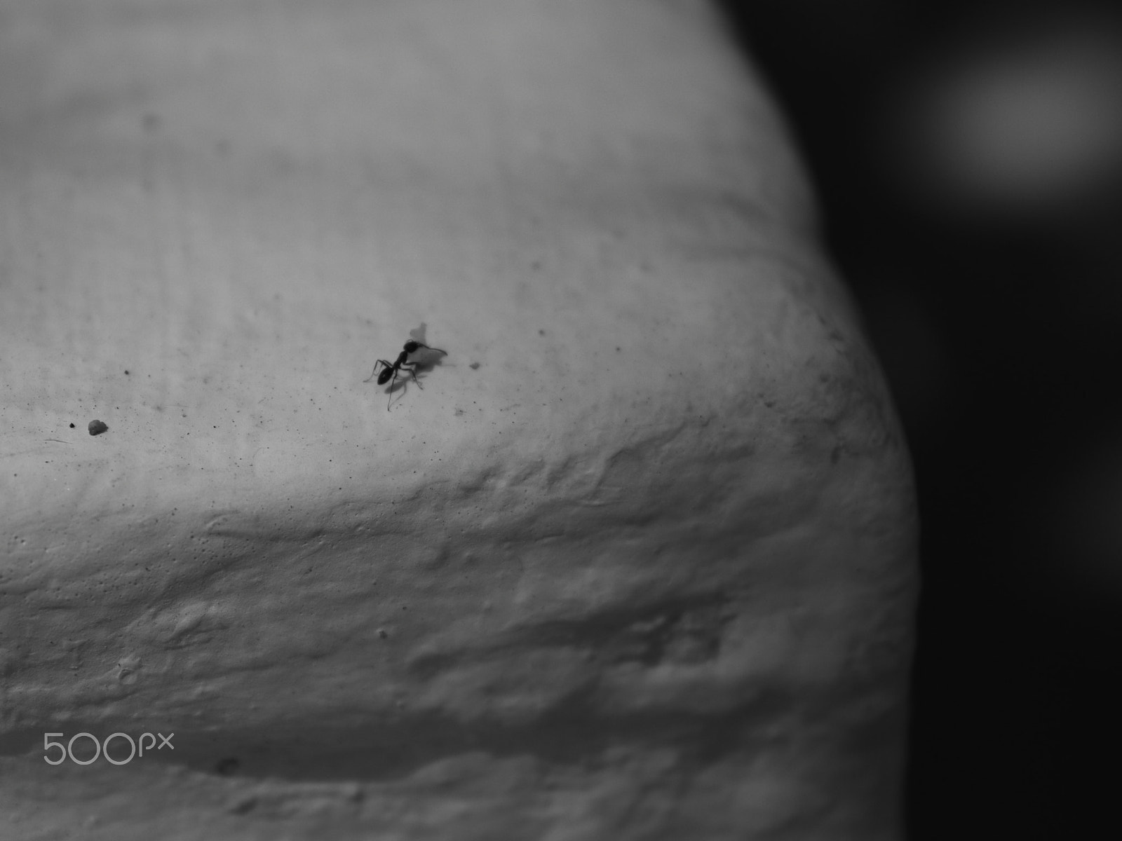 Canon EF-S 18-55mm F3.5-5.6 IS sample photo. The ant in wall photography