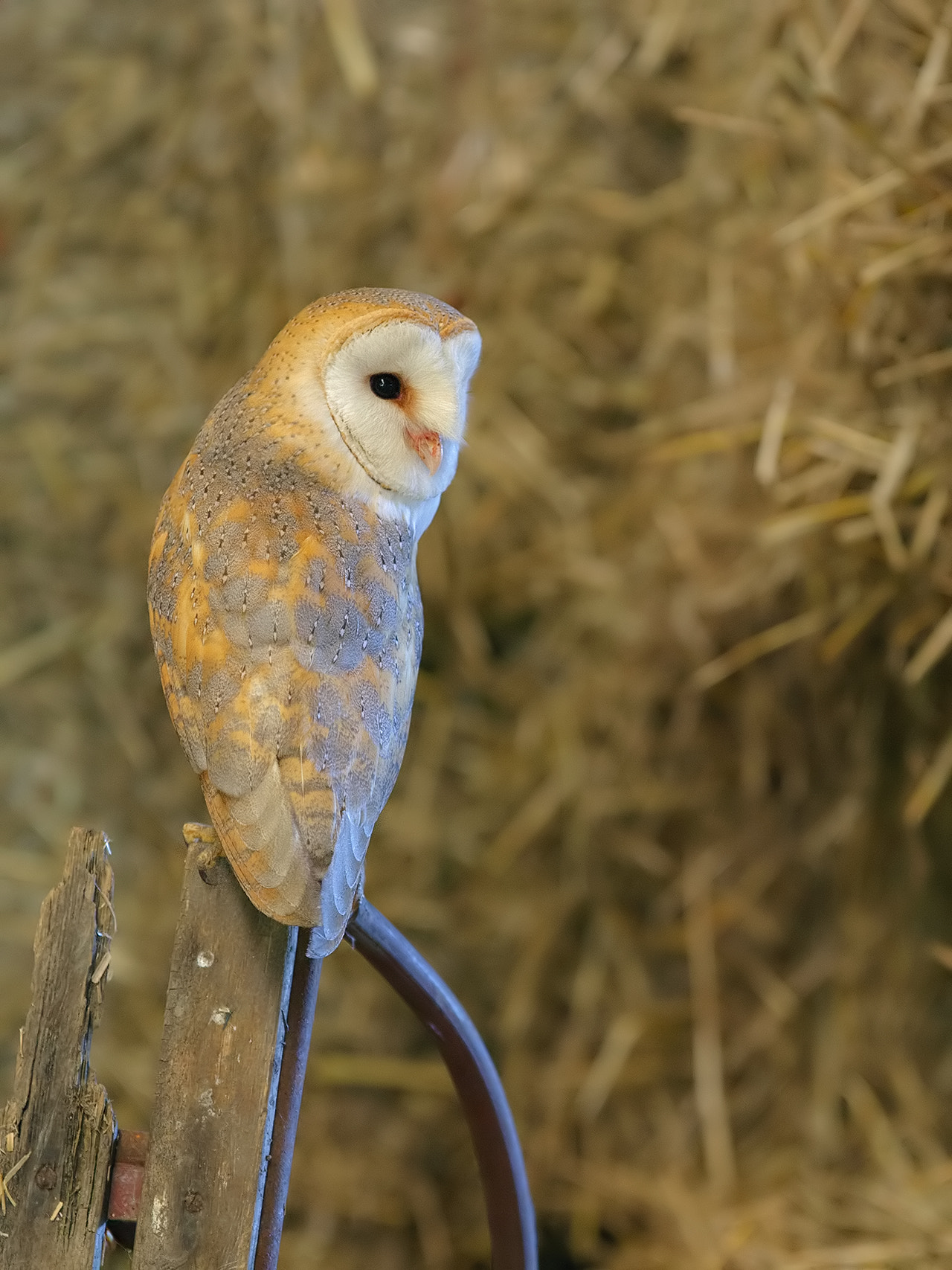 Canon EOS-1D Mark III + Canon EF 300mm F2.8L IS USM sample photo. Barnowl, male photography