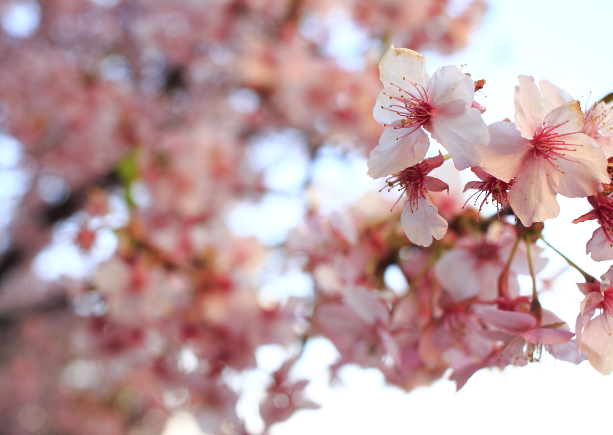 Canon EOS 100D (EOS Rebel SL1 / EOS Kiss X7) + Canon EF-S 24mm F2.8 STM sample photo. Cherry blossom photography