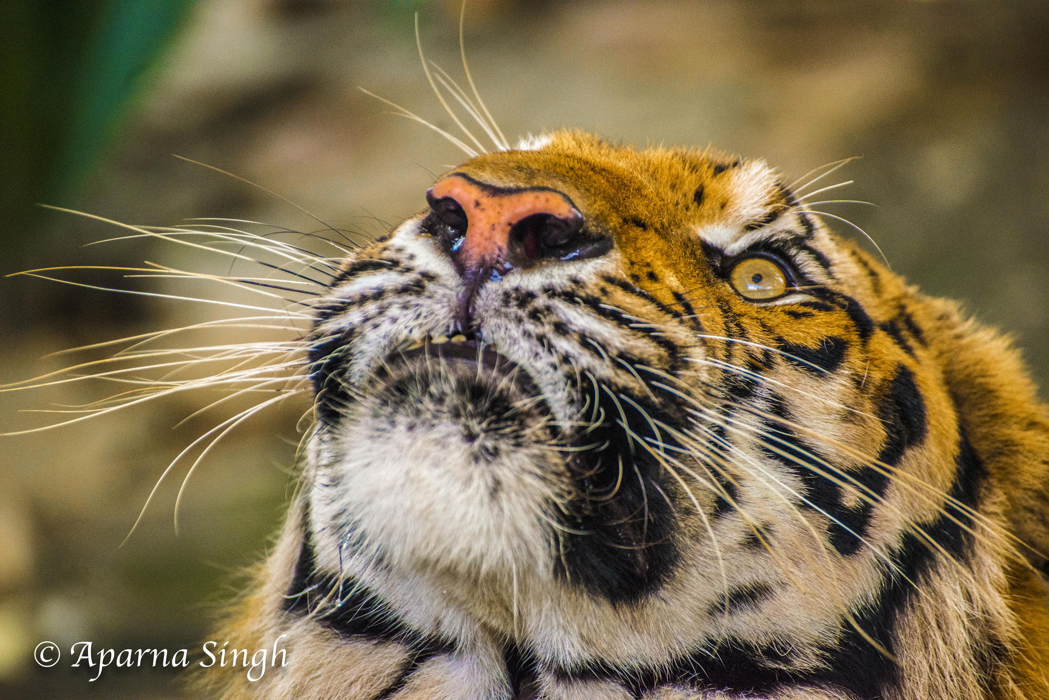 Nikon D800 sample photo. Tiger photography