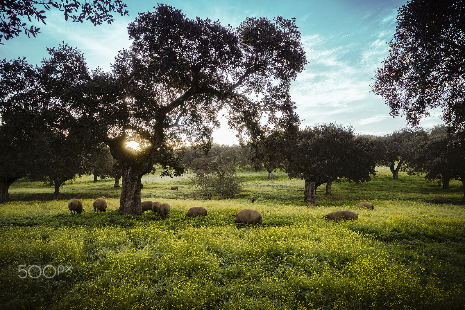 Sony a7R + Sony Vario Tessar T* FE 24-70mm F4 ZA OSS sample photo. Extremadura (spain) photography