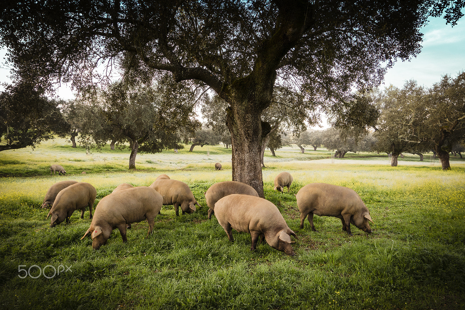 Sony a7R + Sony Vario Tessar T* FE 24-70mm F4 ZA OSS sample photo. Extremadura (spain) photography