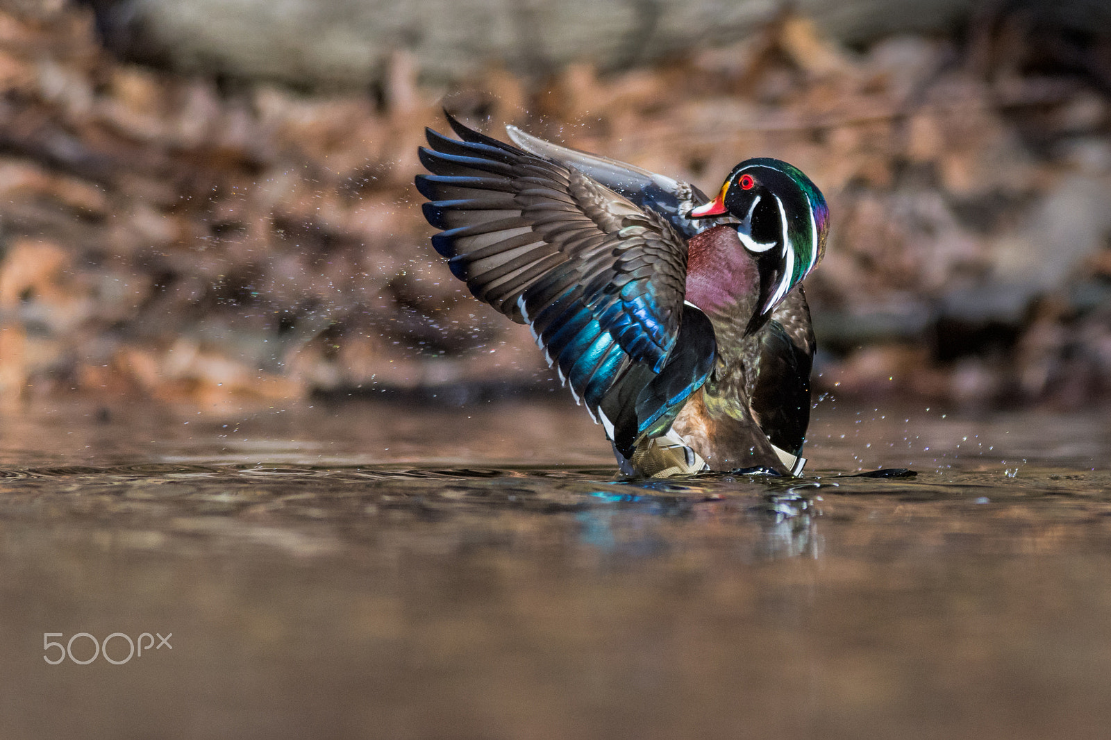 Nikon D7200 + Nikon AF-S Nikkor 300mm F4D ED-IF sample photo. Wood duck wizardry photography