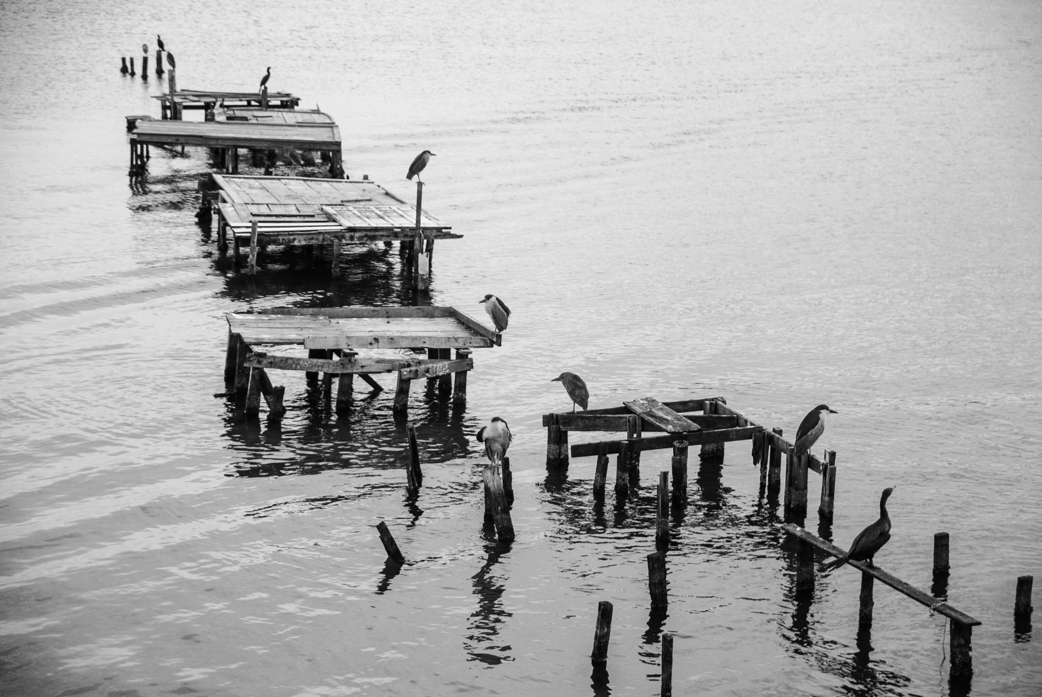 Sigma 17-50mm F2.8 EX DC OS HSM sample photo. Birds photography