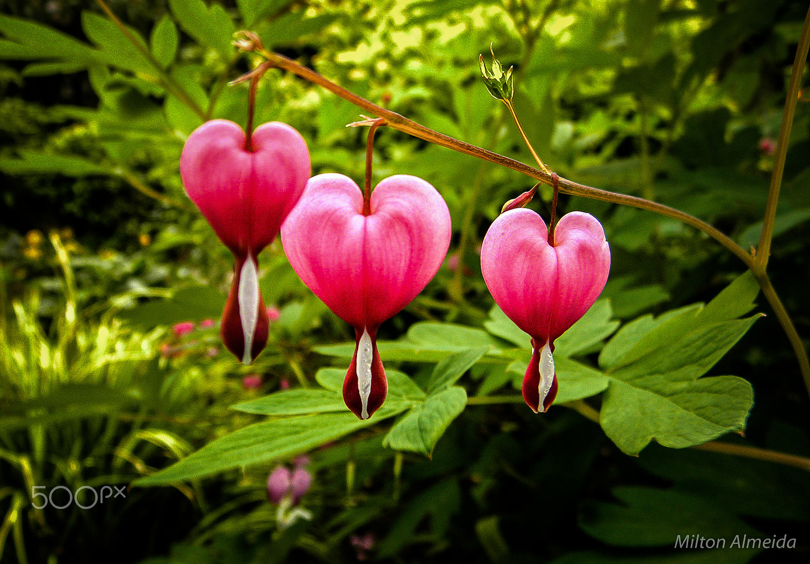 Olympus SP600UZ sample photo. Hearts photography