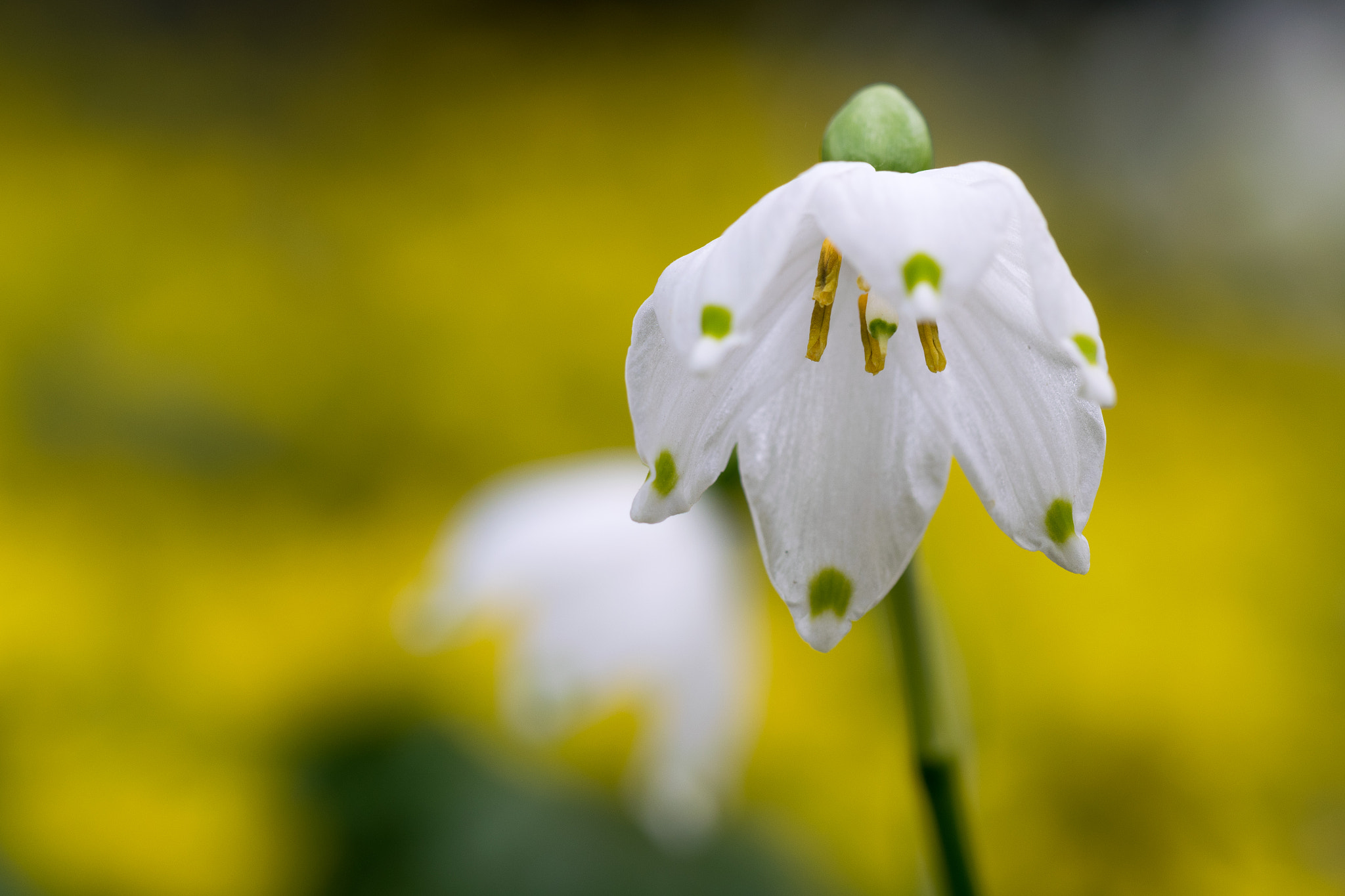 Sigma 105mm F2.8 EX DG OS HSM sample photo. Märzenbecher photography