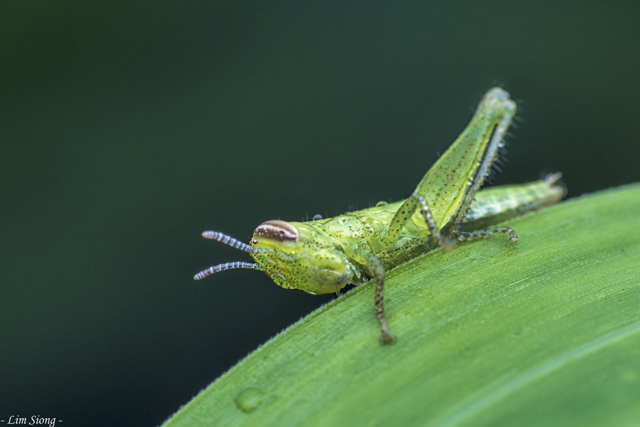 Sigma 70-300mm F4-5.6 APO DG Macro sample photo. Grasshopper photography
