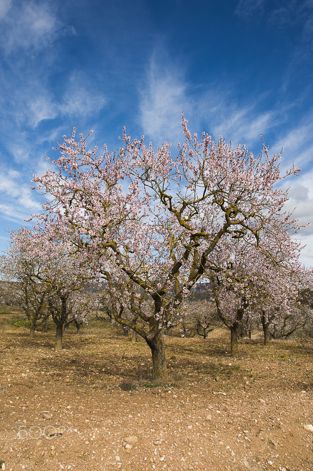 Nikon D3200 + Sigma 17-70mm F2.8-4 DC Macro OS HSM | C sample photo. The almond tree photography