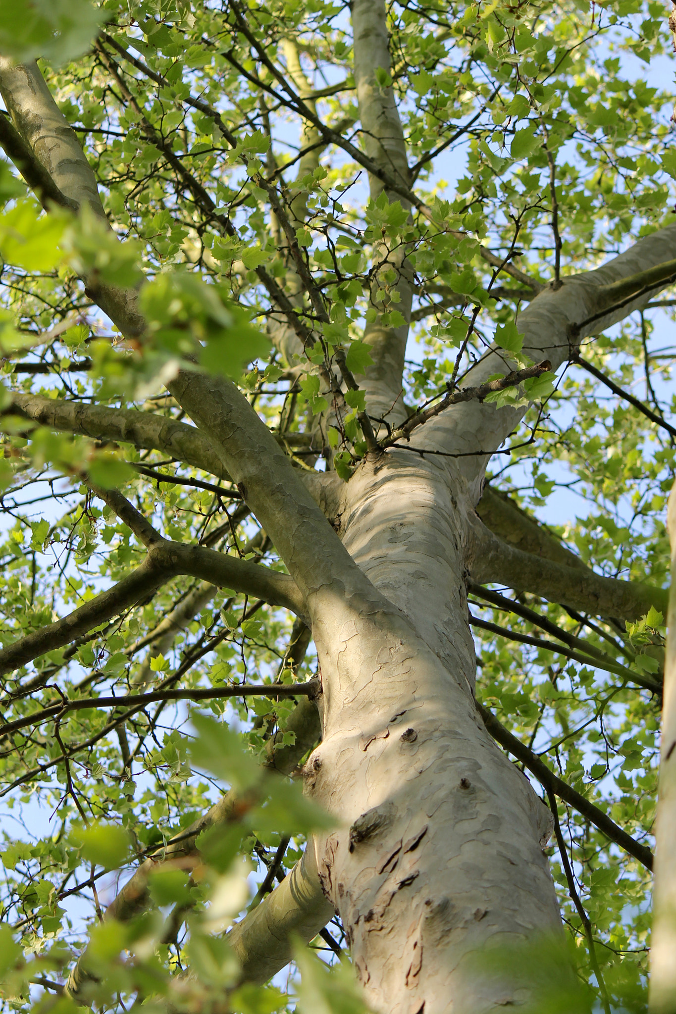 Canon EF-S 55-250mm F4-5.6 IS II sample photo